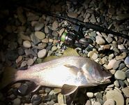 Ночная смена: горбылина почти 1.5 кг, второй поменьше и «стаи» скорпены на рака