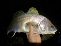 Ночная смена: горбылина почти 1.5 кг, второй поменьше и «стаи» скорпены на рака