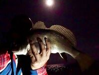 Ночная смена: горбылина почти 1.5 кг, второй поменьше и «стаи» скорпены на рака