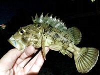 Ночная смена: горбылина почти 1.5 кг, второй поменьше и «стаи» скорпены на рака