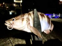 Ночная смена: горбылина почти 1.5 кг, второй поменьше и «стаи» скорпены на рака