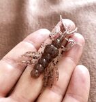 «Рак рулит»: почти вся рыба на крабаобразные, попытка отсечь мелочь не спасла