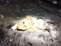 Адлер, рассветное открытие по скорпене: копии твистеров и «раки» от друзей