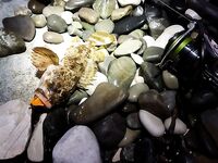 Адлер, рассветное открытие по скорпене: копии твистеров и «раки» от друзей