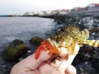 Адлер, рассветное открытие по скорпене: копии твистеров и «раки» от друзей