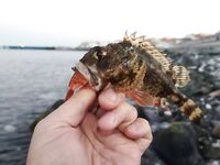 Адлер, рассветное открытие по скорпене: копии твистеров и «раки» от друзей