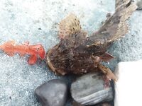 Адлер, рассветное открытие по скорпене: копии твистеров и «раки» от друзей