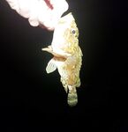 Имеретинка, крайний вечер: бабушка-скорпена и луфарь на выбросе съел половину слага