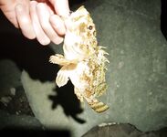 Имеретинка, крайний вечер: бабушка-скорпена и луфарь на выбросе съел половину слага