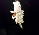 Имеретинка, крайний вечер: бабушка-скорпена и луфарь на выбросе съел половину слага