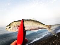 Абхазия, Цандрипш: штиль и жара, ноль ночью, рассветный луфарь устроил праздник