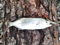 Абхазия, Цандрипш: штиль и жара, ноль ночью, рассветный луфарь устроил праздник