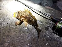 Имеретинка вечером: тишина до 20:00, затем серия поклёвок — семь скорпен в руках