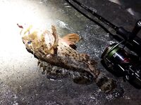 Имеретинка вечером: тишина до 20:00, затем серия поклёвок — семь скорпен в руках