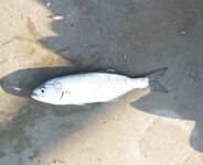 Дивноморское впервые: карты точек, буны «Факел» и ВМФ, кефаль у Мезыби — практика