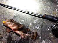 Имеретинка, финальный рассвет: 13 скорпен за 2,5 часа, пик — с 4:53 до 5:11