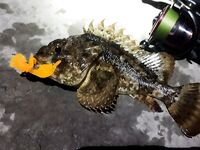 Имеретинка, финальный рассвет: 13 скорпен за 2,5 часа, пик — с 4:53 до 5:11