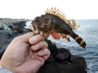 Имеретинка, финальный рассвет: 13 скорпен за 2,5 часа, пик — с 4:53 до 5:11