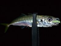 Ночь на пирсе: ставрида жадно бьёт неогрузку, светонакопительные черви — топ