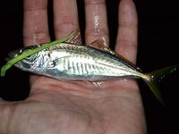 Ночь на пирсе: ставрида жадно бьёт неогрузку, светонакопительные черви — топ