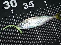 Ночь на пирсе: ставрида жадно бьёт неогрузку, светонакопительные черви — топ