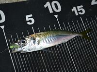 Ночь на пирсе: ставрида жадно бьёт неогрузку, светонакопительные черви — топ