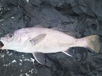 Утро с отводным и тиролькой: рачки сделали день — скорпены, горбылёк и два ласкиря