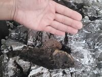 Утро с отводным и тиролькой: рачки сделали день — скорпены, горбылёк и два ласкиря