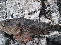 Утро с отводным и тиролькой: рачки сделали день — скорпены, горбылёк и два ласкиря