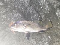 Утро с отводным и тиролькой: рачки сделали день — скорпены, горбылёк и два ласкиря