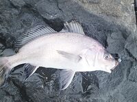 Утро с отводным и тиролькой: рачки сделали день — скорпены, горбылёк и два ласкиря