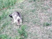 Коктебель, проверка краба: дважды насадка исчезла с крючка — котэ балую барабулькой