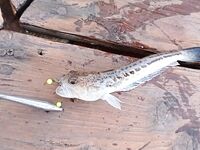 Коктебель с катера: дракончики и барабулька на червя, планы — сарган и скорпена