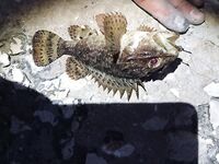 Коктебель — заход на каменное дно: план выполняется, держу контакт с рельефом