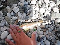 Коктебель — ставка по кефали, в траву с берега: четыре барабульки и два луфарика