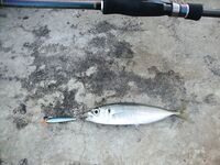 Когда море колбасит: фото с рыбалок под ветром и волной, работа по окнам клёва