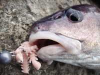 Когда море колбасит: фото с рыбалок под ветром и волной, работа по окнам клёва