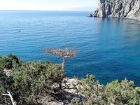 Коктебель — луфарь рулит, бомбарды ноль: котам донная рыба, Новый Свет покорил