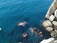 Коктебель — луфарь рулит, бомбарды ноль: котам донная рыба, Новый Свет покорил