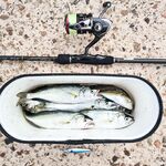 Коктебель, пилькеры 7–15 г: луфарь подрос, ставрида пошла в прилове — держим темп