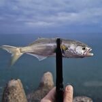 Коктебель, пилькеры 7–15 г: луфарь подрос, ставрида пошла в прилове — держим темп