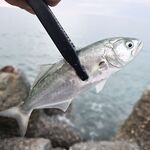 Коктебель, пилькеры 7–15 г: луфарь подрос, ставрида пошла в прилове — держим темп