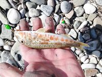 Коктебель: морская рыбалка на травяном пятне у пирса, луфарик, зеленушка и барабулька