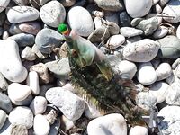 Коктебель: морская рыбалка на травяном пятне у пирса, луфарик, зеленушка и барабулька