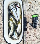 Когда луфаря нет — ставрида выручает: 0.6–1.5 г и белая Komushi фаворит дня