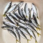 Когда луфаря нет — ставрида выручает: 0.6–1.5 г и белая Komushi фаворит дня