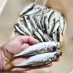 Когда луфаря нет — ставрида выручает: 0.6–1.5 г и белая Komushi фаворит дня