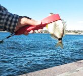 Ерши и караси спасают день; у саргана «карандаши», ночью на «хруст» луфарик