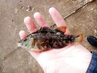 Чуть фото по обстановке: фиксирую волну, людей и монтажи для себя