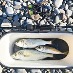 Луфарь бастует: короткие 20-минутные выходы на рассвете и закате — не разгуляешься